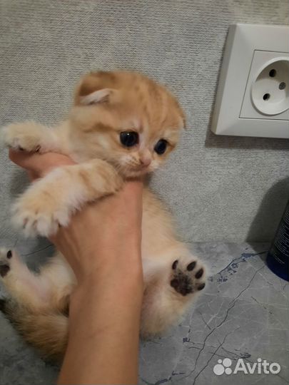 Шотландские котята золотая шиншилла