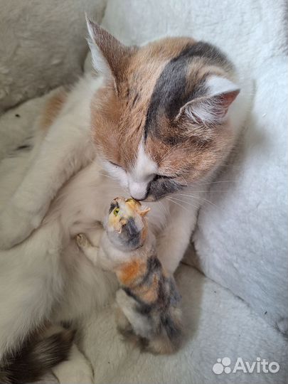 Интерьерная игрушка по фото вашего питомца, или ре