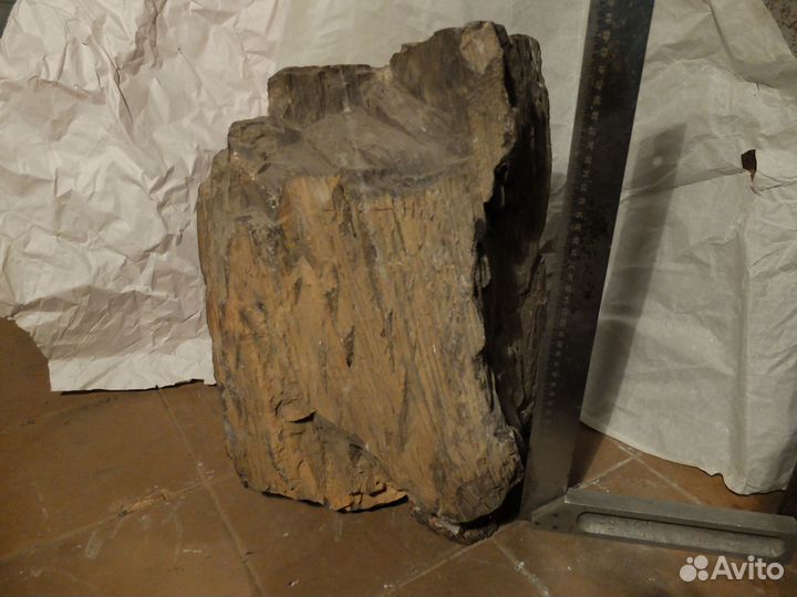 Окаменелое дерево