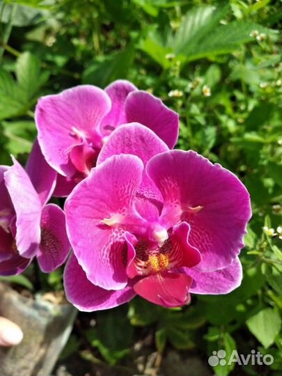 Орхидея дендробиум Mini Kai Dao