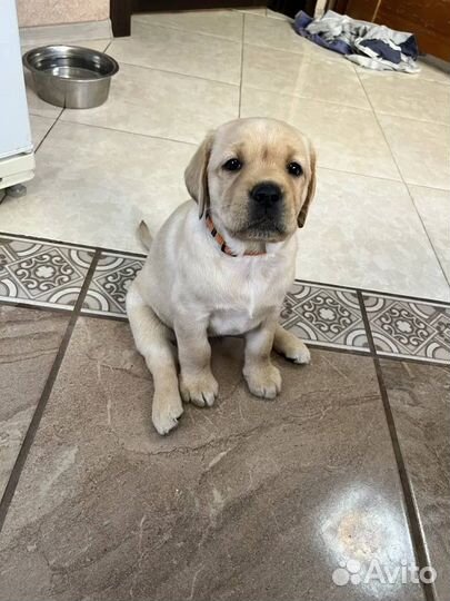 Щенки Лабрадора