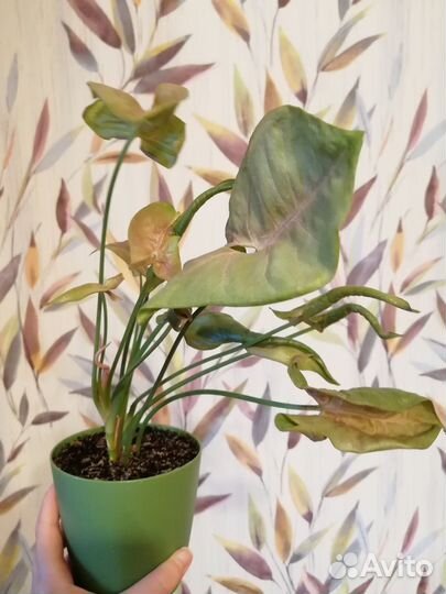 Комнатные растения