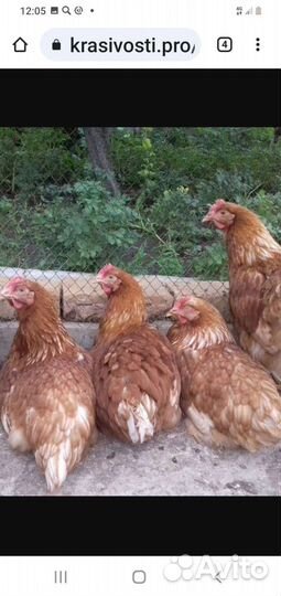 Куры несушки