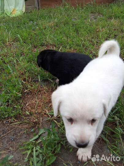 Щенки, собочата