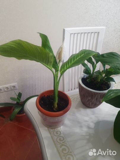 Женское счастье