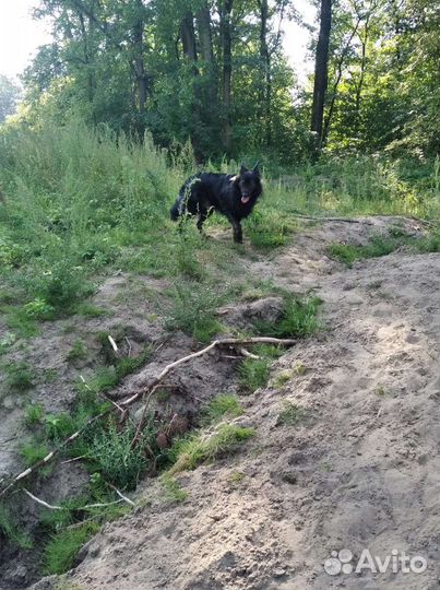 Собака (кобель) в добрые руки