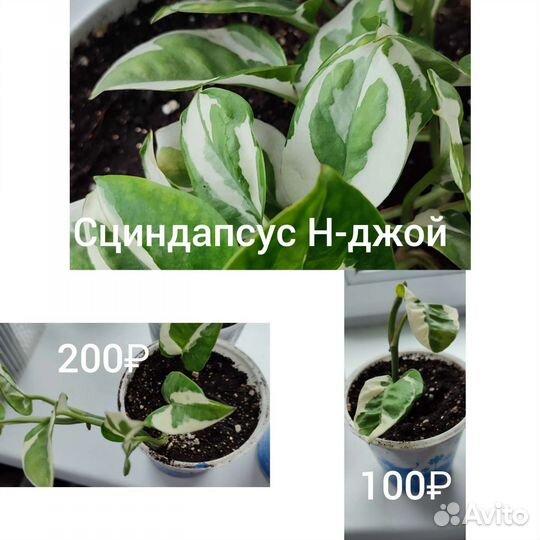 Сциндапсус эпипремнум сингониум