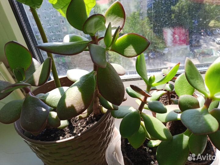 Денежное дерево/Толстянка