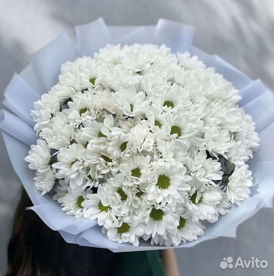 Хризантема