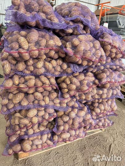 Продам картофель оптом
