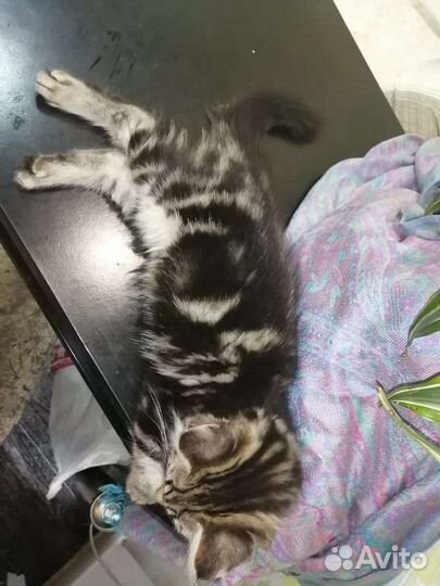 Котенок девочка 3 месяца