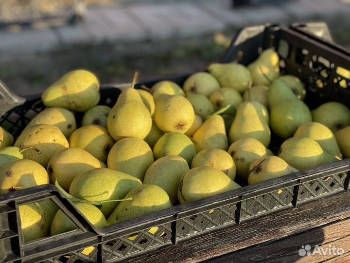 Груша из своего сада сладкая