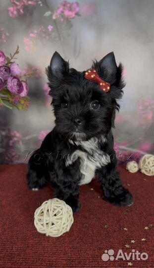 Черный йорк кукольный мальчик