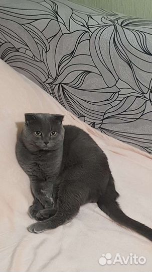 Шотландский кот на вязку