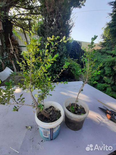 Цветы для сада