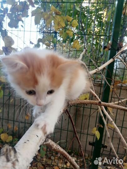 Курильский бобтейл