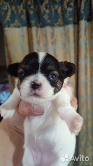 Щенки чихуахуа