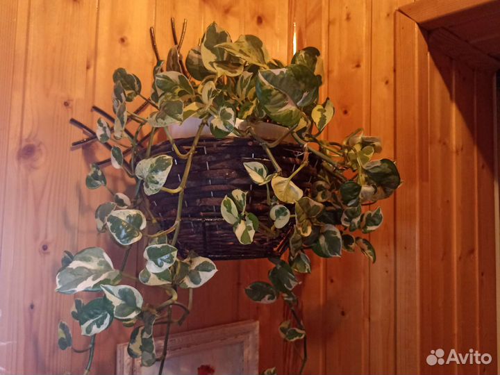 Эпипремнум Н джой