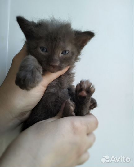 Канадский сфинкс