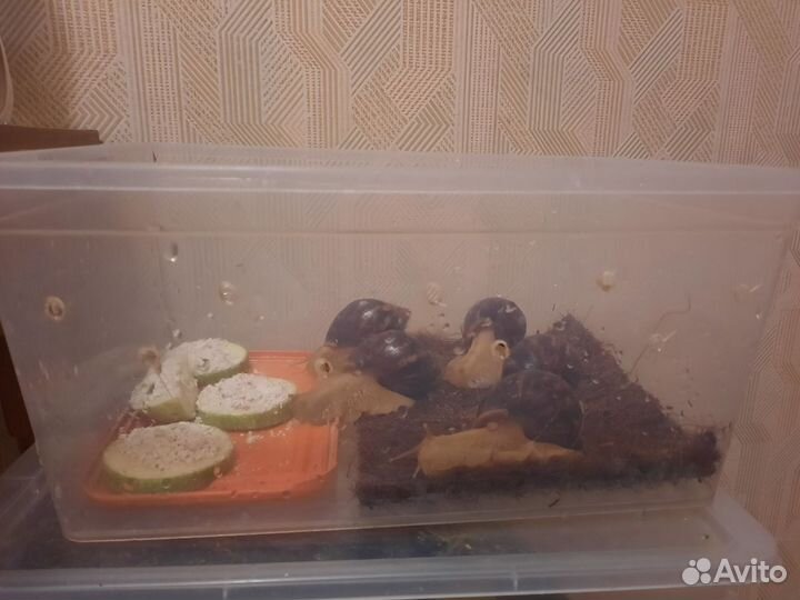 Улитки Ахатины бесплатно