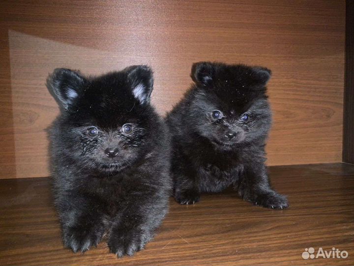 Девочка малого шпица