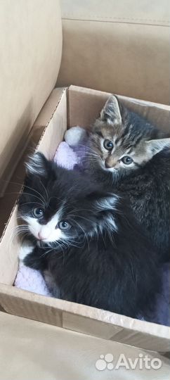 Найдены котята