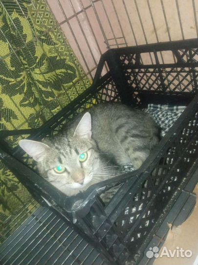 Котик в добрые руки