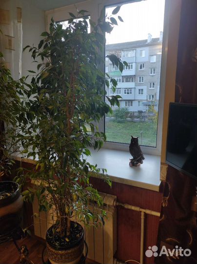 Фикус бенджамина большой