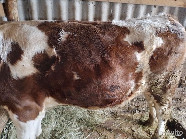 Продам телят