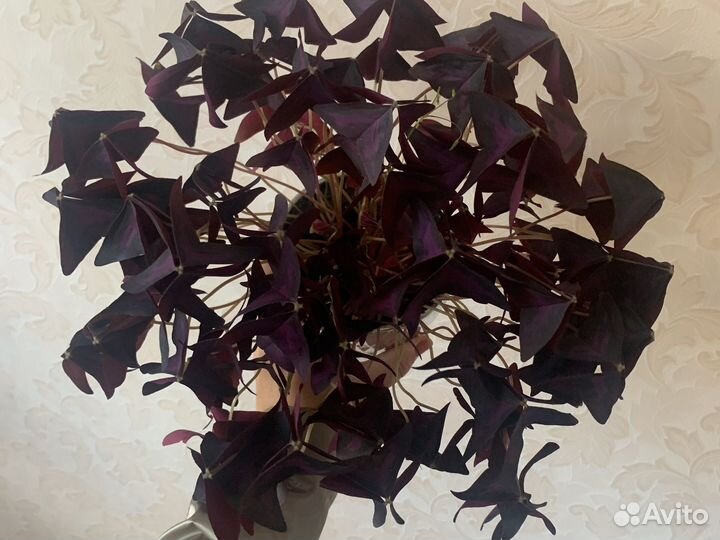 Кислица ботерфляй бардо