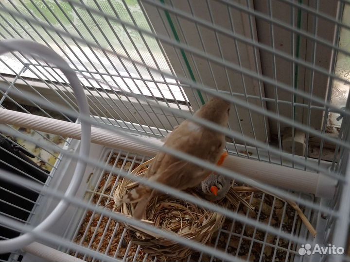 Зебровые амадины