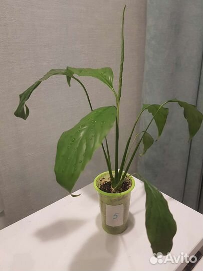 Спатифиллум