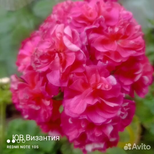 Пеларгония герань сортовая