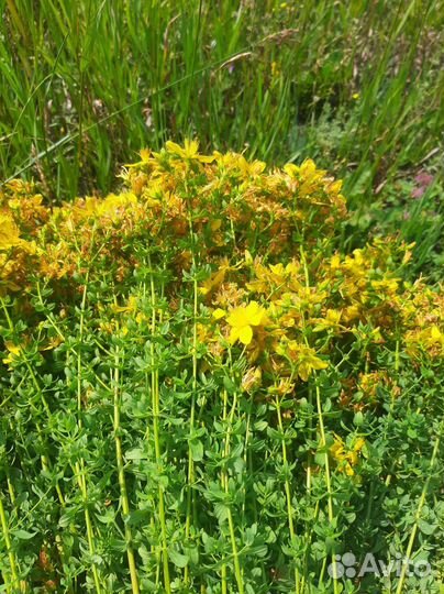 Лечебные Травы для бани Зверобой,Пижма,Душица