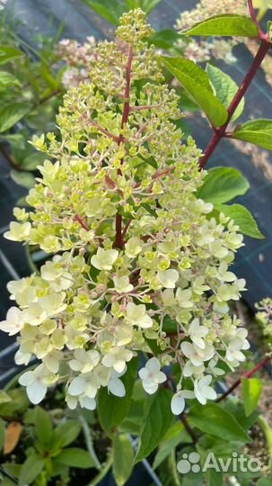 Гортензия метельчатая