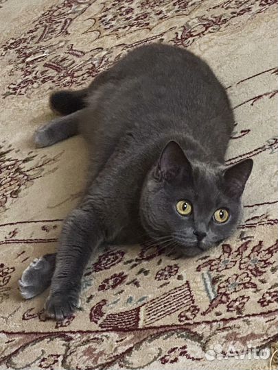 Кошка Дыня