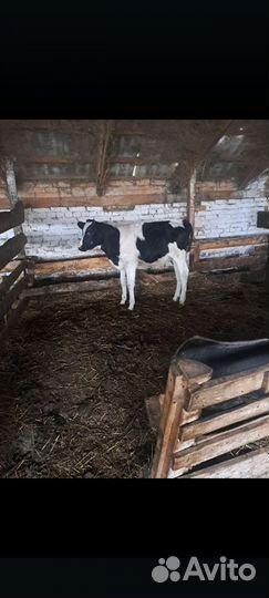 Бычки 4-5мес по 35т без торга