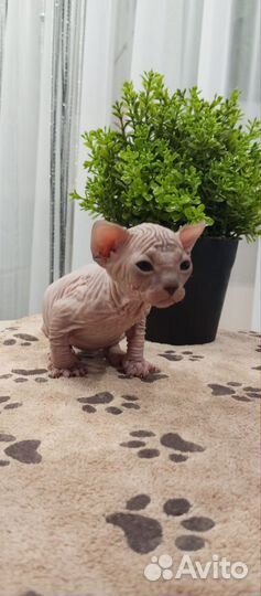 Котята сфинкс