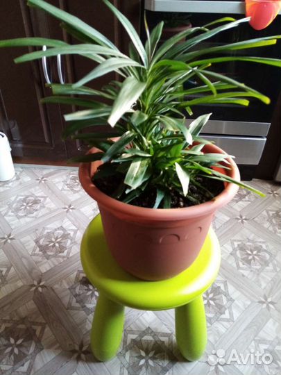 Кордилина, венерин ус