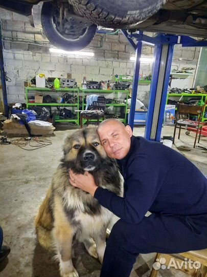 Вязка кавказца