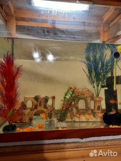 Аквариум