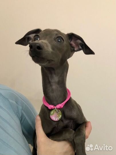 Адресники для животных