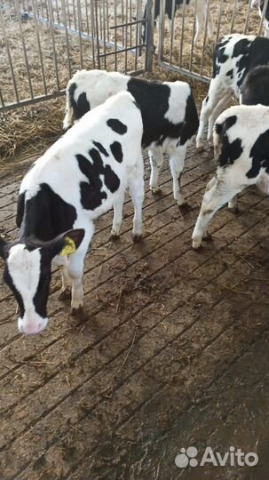 Телята мясной породы бычки