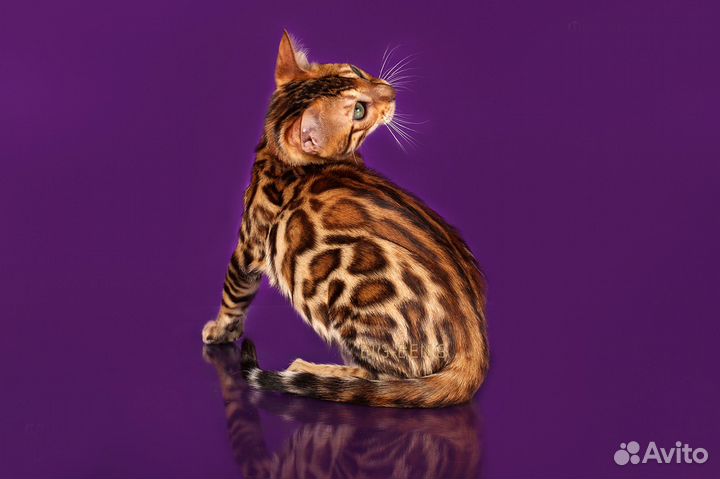 Элитный бенгальский котик