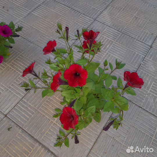 Рассада петунии тайдал