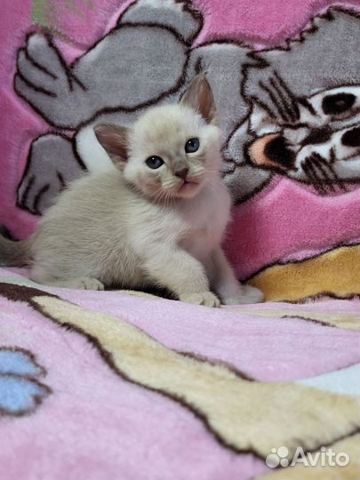Котята бурманской кошки