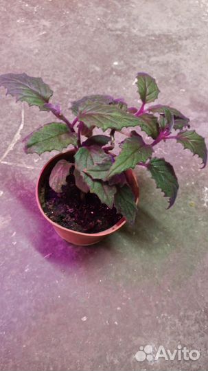 Гинура, глоксиния, примула