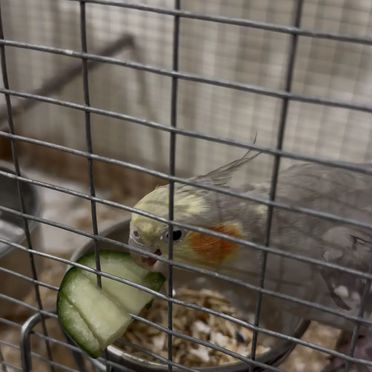 2 кореллы с большой клеткой