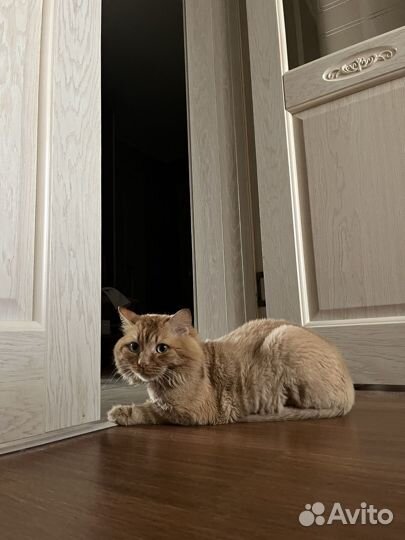 Отдам кота в добрые руки