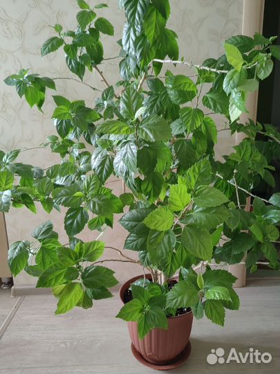 Кротон